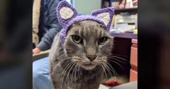 耳を失った保護猫のために、新しい耳を作った保護施設のスタッフ。そのおかげで生涯の家族との素敵な出会いを果たす