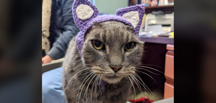 耳を失った保護猫のために、新しい耳を作った保護施設のスタッフ。そのおかげで生涯の家族との素敵な出会いを果たす