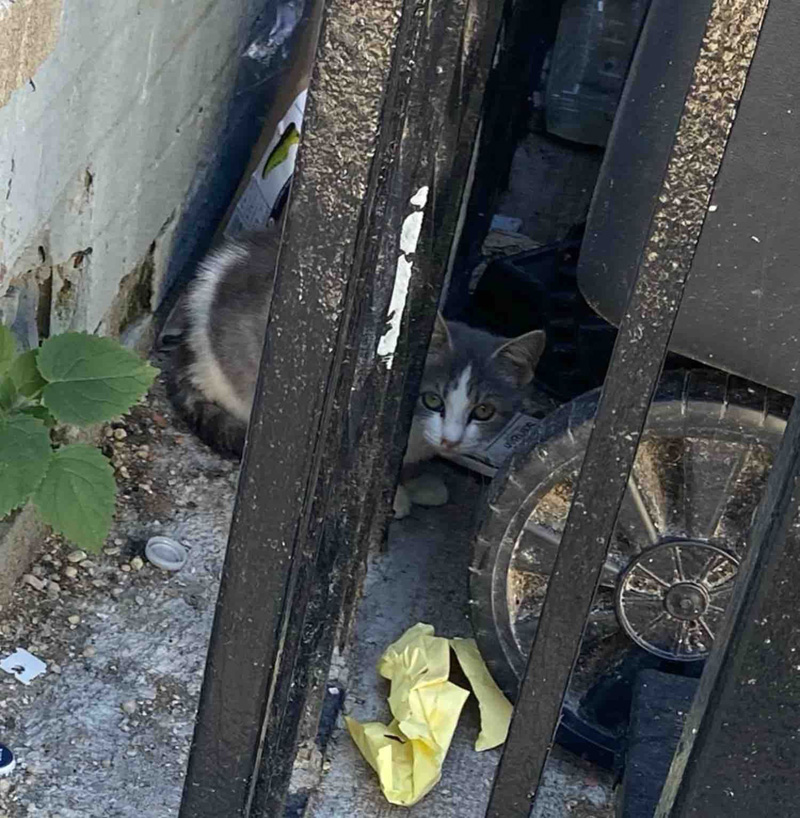 独りぼっちの子猫