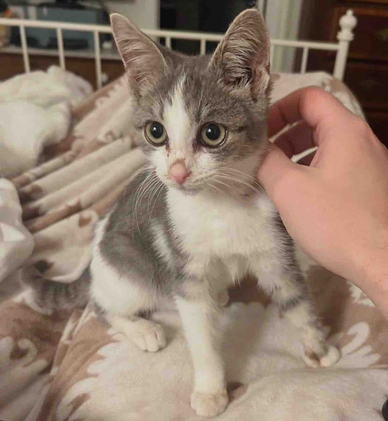 保護された子猫