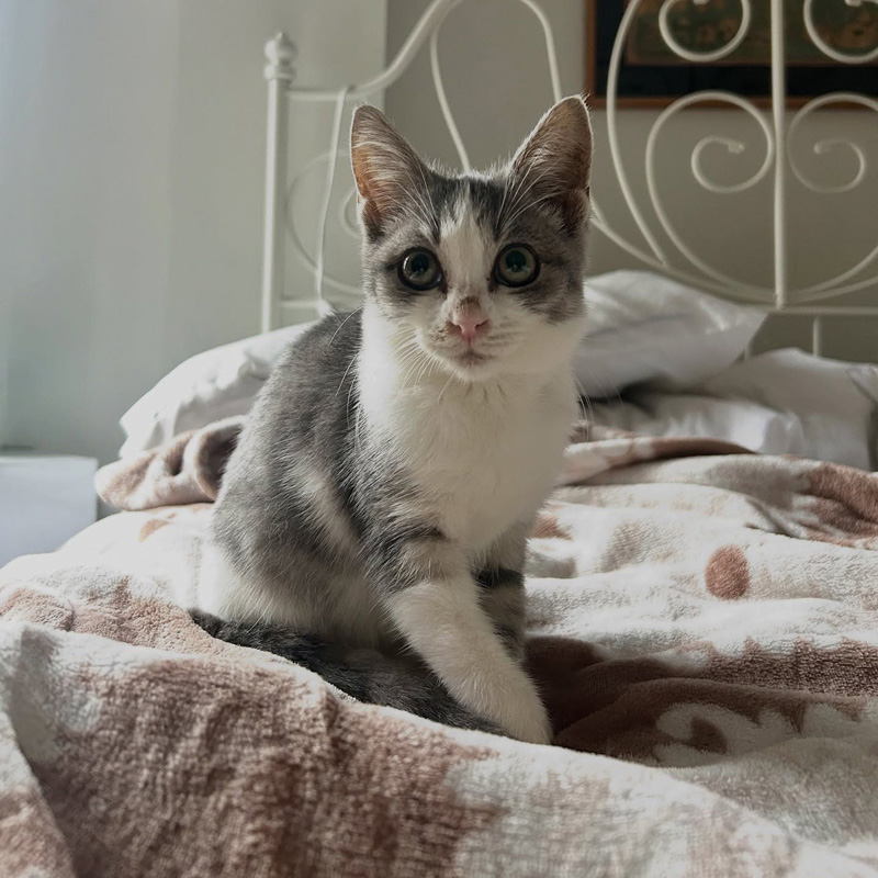 幸せになった保護子猫