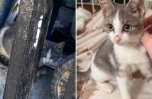 保護された子猫