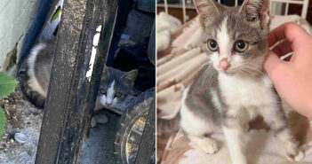 保護された子猫