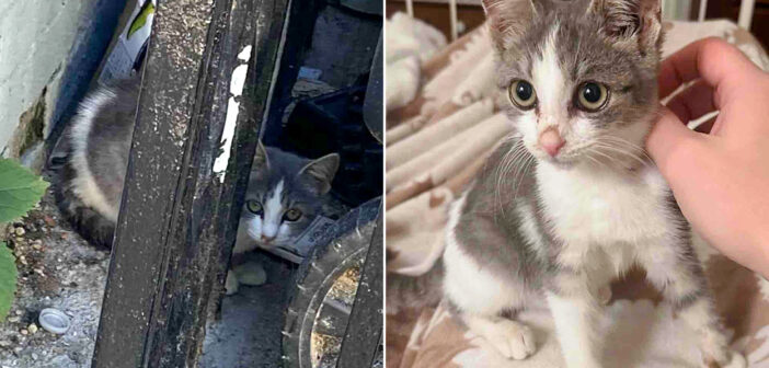 保護された子猫