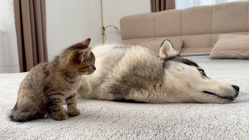 子猫を無視するハスキー犬