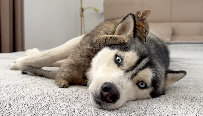 ハスキー犬に猛アプローチする子猫