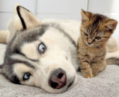 巨大なハスキー犬が小さな子猫を無視しようとした瞬間… 可愛いことが起こりました ( *´艸｀)♡