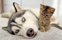 ハスキー犬に無視された子猫