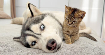 巨大なハスキー犬が小さな子猫を無視しようとした瞬間… 可愛いことが起こりました ( *´艸｀)♡