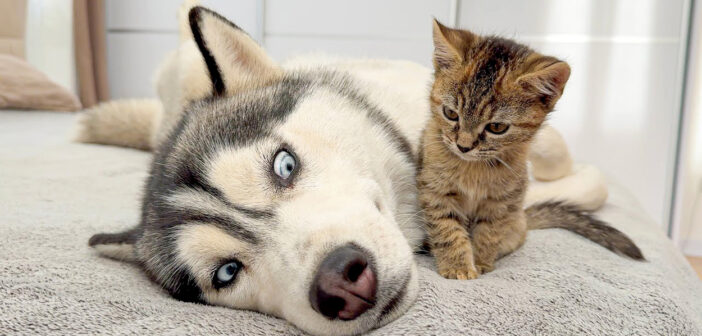 巨大なハスキー犬が小さな子猫を無視しようとした瞬間… 可愛いことが起こりました ( *´艸`)♡