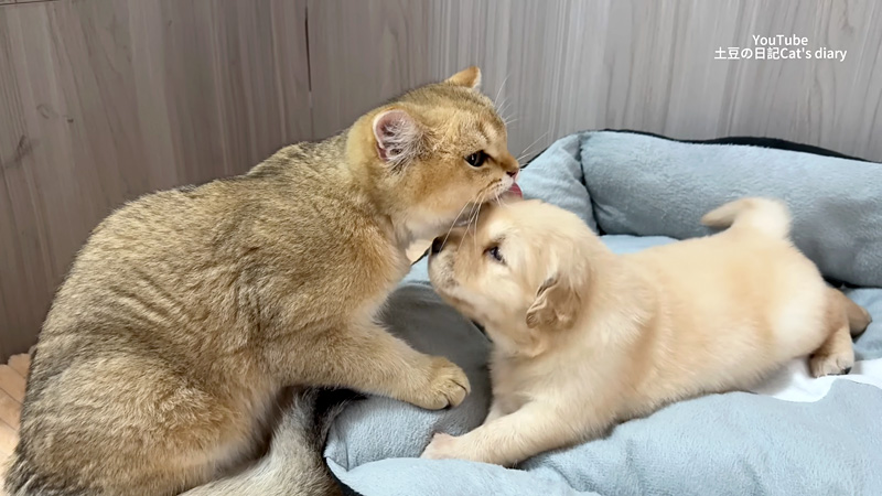 子犬を毛づくろいする猫