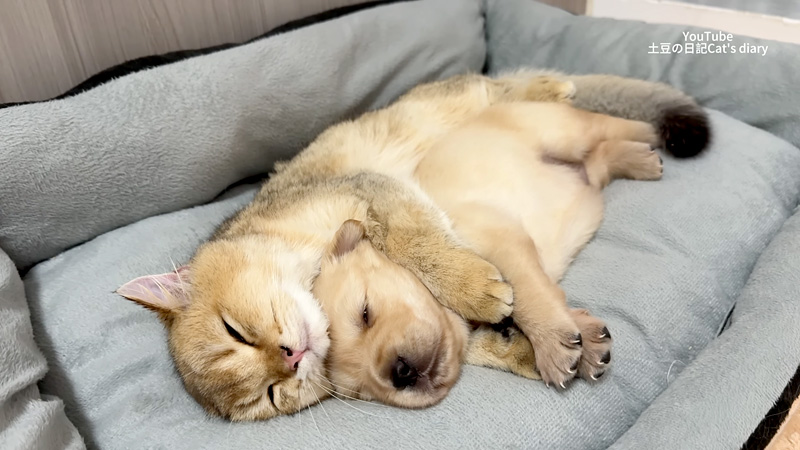子犬を抱きしめながら寝かしつける猫