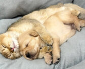 母親がいなくて泣き出した子犬。すると優しい猫が慰めに来て、抱きしめながら寝かしつけてくれた (*´ｪ｀*)