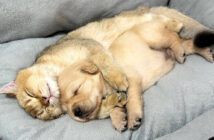 子犬を抱きしめながら寝かしつける猫