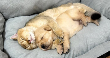 母親がいなくて泣き出した子犬。すると優しい猫が慰めに来て、抱きしめながら寝かしつけてくれた (*´ェ`*)