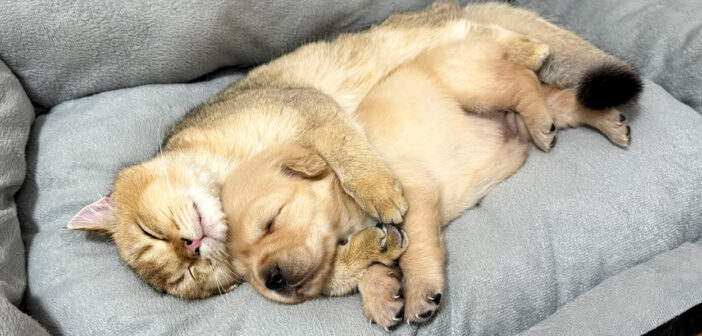 子犬を抱きしめながら寝かしつける猫