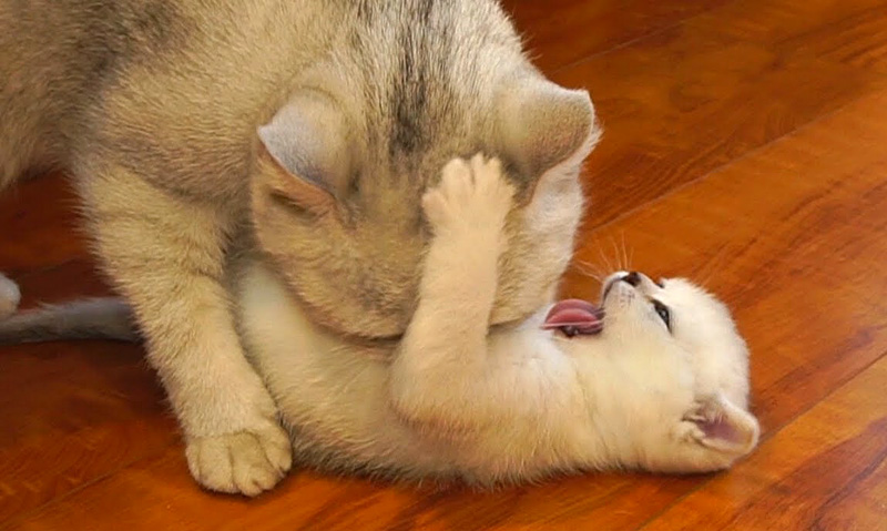 猫の親子の攻防