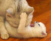 何が何でも子猫を毛づくろいしたい母猫と、絶対に毛づくろいされたくない子猫の攻防が激しかった ( ﾟДﾟ)！