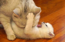 猫の親子の攻防