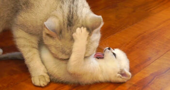 何が何でも子猫を毛づくろいしたい母猫と、絶対に毛づくろいされたくない子猫の攻防が激しかった ( ゚Д゚)! 猫の親子の攻防