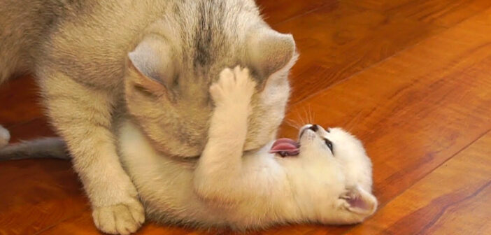 猫の親子の攻防