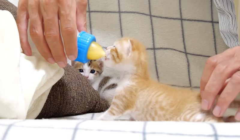 ミルクを飲む子猫