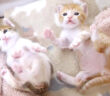 謎のダンスを踊る子猫達