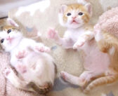 仲良く並んで謎のダンスを踊り始めた子猫達。その可愛すぎる仕草に思わず胸がキュンとする ( *´艸`)♡