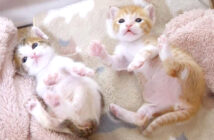 謎のダンスを踊る子猫達