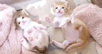 仲良く並んで謎のダンスを踊り始めた子猫達。その可愛すぎる仕草に思わず胸がキュンとする ( *´艸`)♡