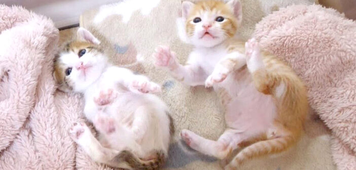 謎のダンスを踊る子猫達