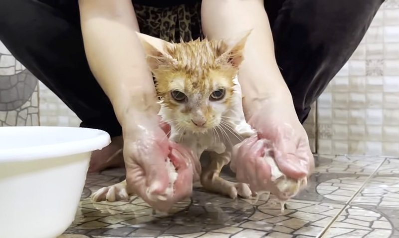 初めてシャンプーした子猫