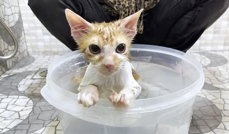 初めてお風呂に入った子猫