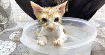 初めてお風呂に入った子猫