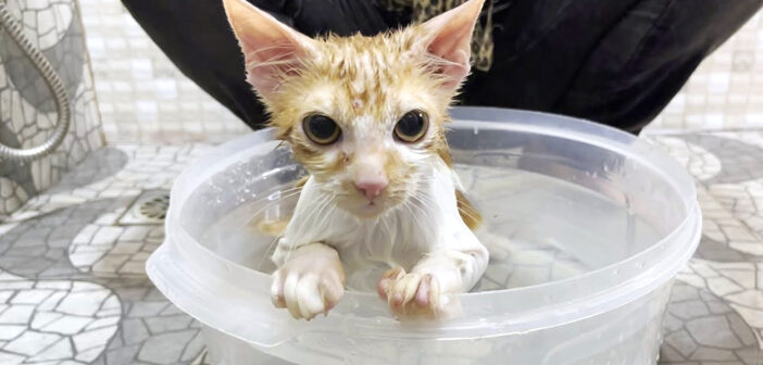 初めてお風呂に入った子猫