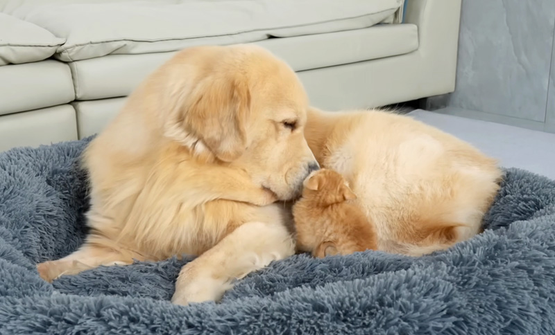 ゴールデンレトリバーが大好きになった子猫