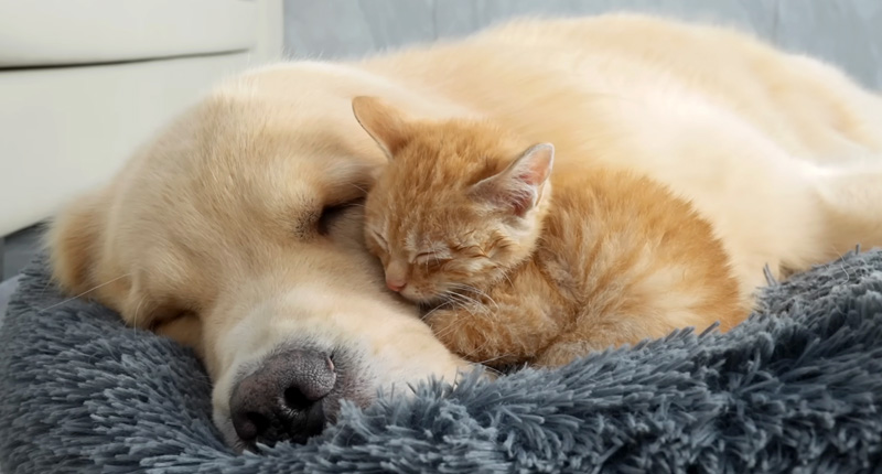 ゴールデンレトリバーに寄り添う子猫