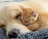 母親のいない子猫が穏やかなゴールデンレトリバーに安らぎを見つける。寄り添いながら眠りに落ちていく姿にホッとする