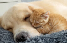 ゴールデンレトリバーに寄り添う子猫