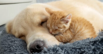 ゴールデンレトリバーに寄り添う子猫