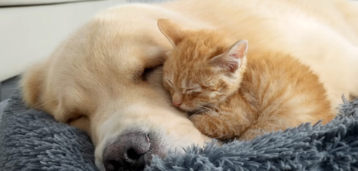 ゴールデンレトリバーに寄り添う子猫
