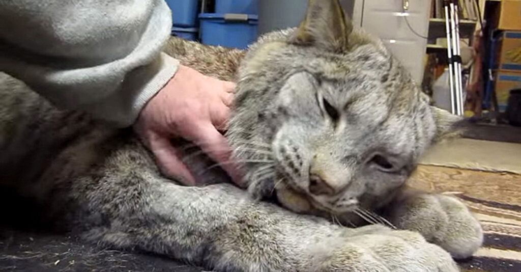 身体が大きくてもやっぱり猫さん♪ ナデナデされた時のオオヤマネコの
