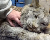 身体が大きくてもやっぱり猫さん♪ ナデナデされた時のオオヤマネコの甘えっぷりが凄かった ( *´艸`)♡