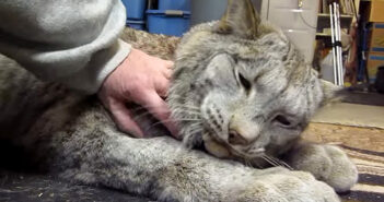 身体が大きくてもやっぱり猫さん♪ ナデナデされた時のオオヤマネコの甘えっぷりが凄かった ( *´艸`)♡