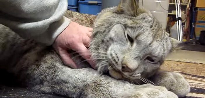 身体が大きくてもやっぱり猫さん♪ ナデナデされた時のオオヤマネコの甘えっぷりが凄かった ( *´艸`)♡