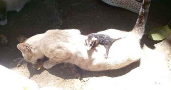 オポッサムと猫