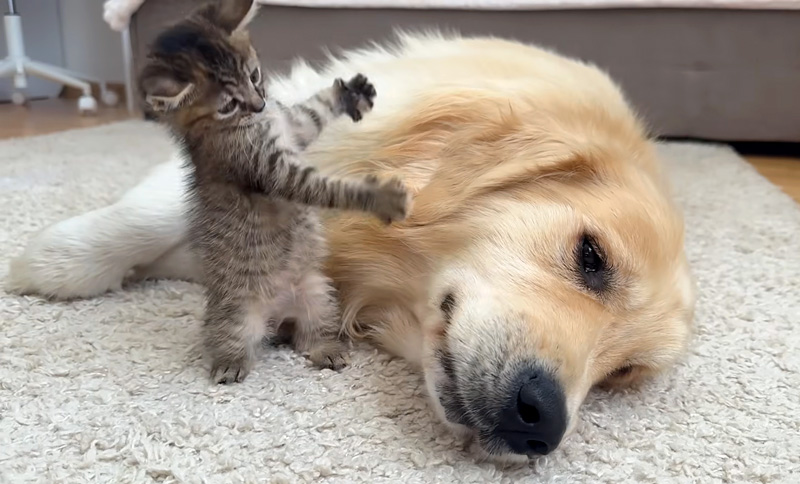 ゴールデンレトリバーに襲いかかる子猫