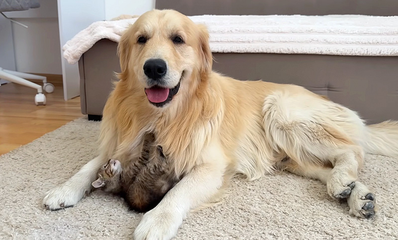 ゴールデンレトリバーに襲いかかる子猫