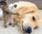 巨大なゴールデンレトリバーに襲いかかる子猫。でも全然効いていないようで… とっても可愛いことに ( *´艸`)♡