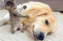 ゴールデンレトリバーに襲いかかる子猫